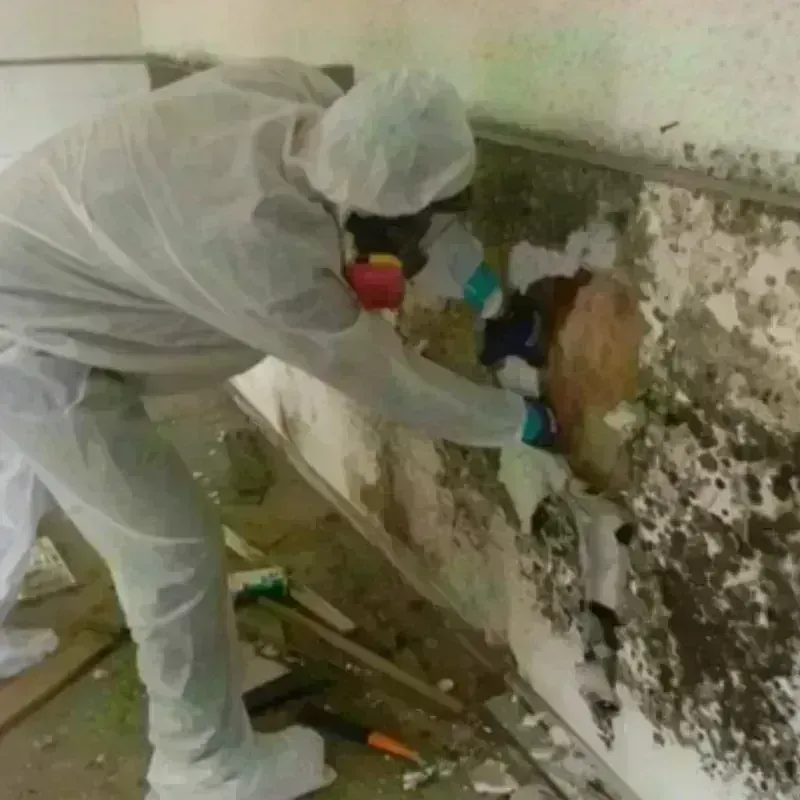 Mold Remediation and Removal in Lesslie, SC